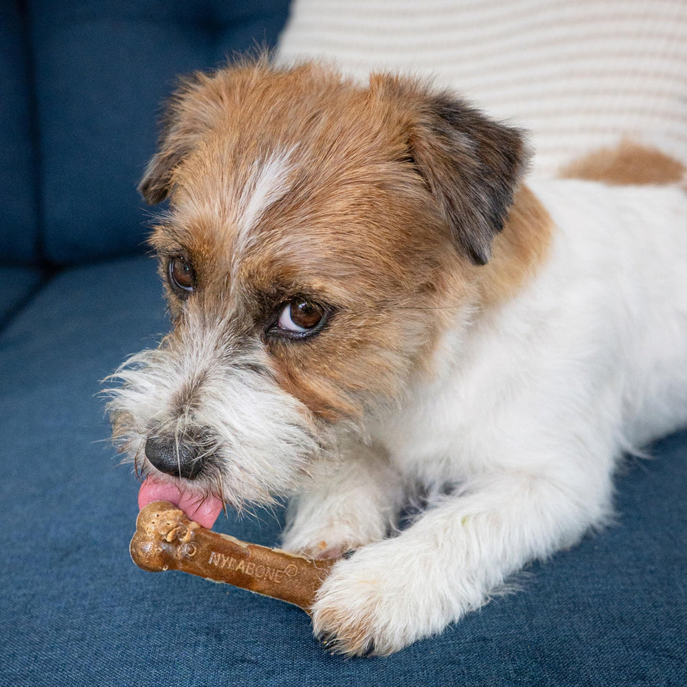 Nylabone Healthy Edibles para entrenamiento y recompensa positiva.