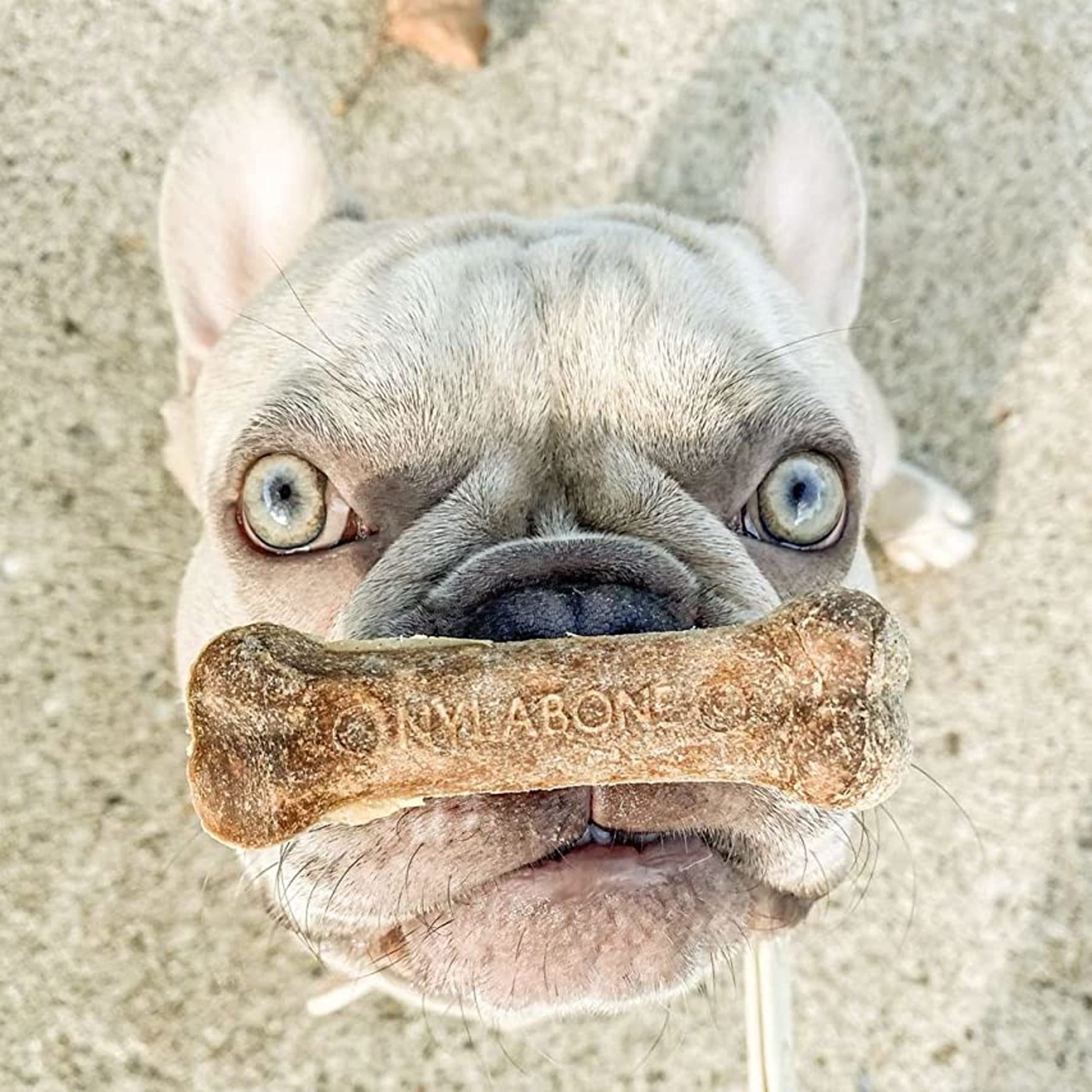 Premio de entrenamiento Nylabone Healthy Edibles para perros medianos, promueve hábitos positivos.