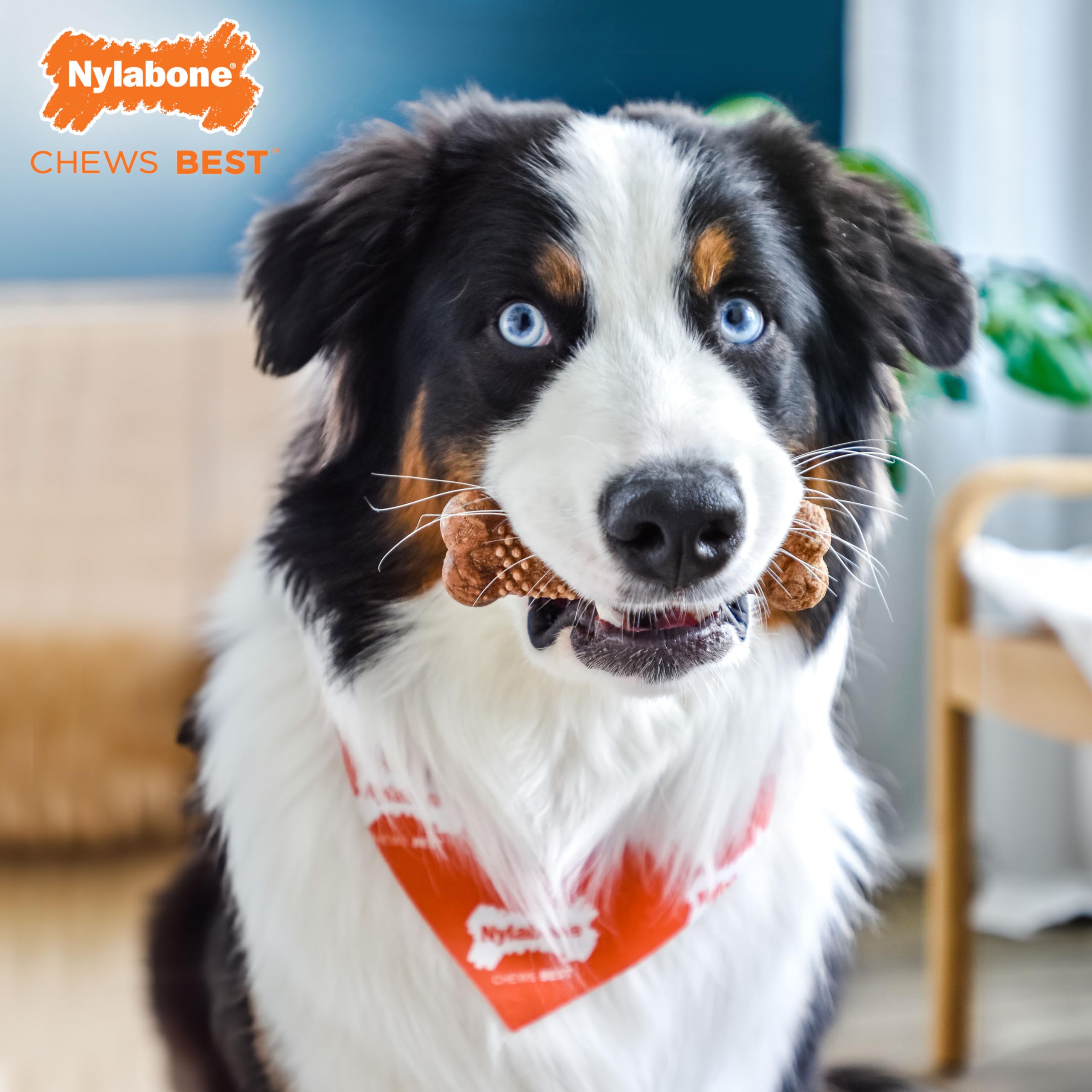 Apto para perros medianos, ideal para recompensas diarias