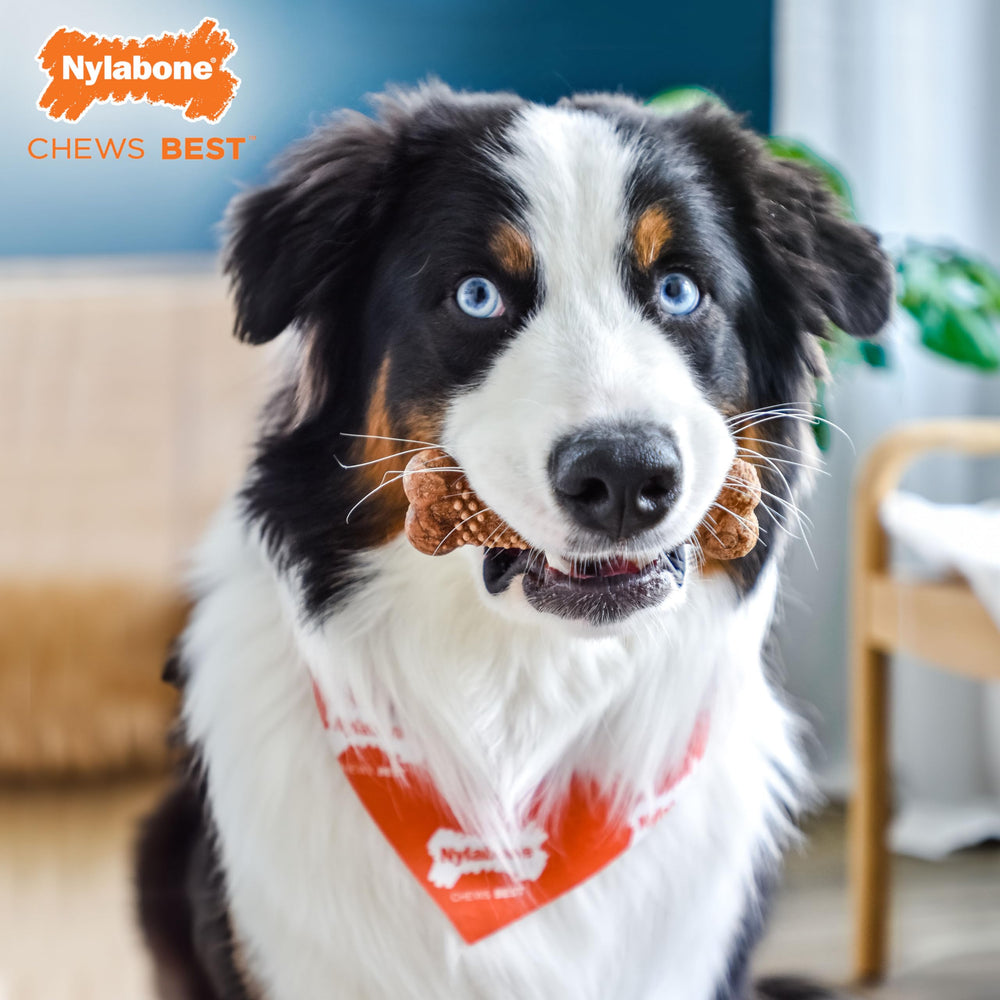 Apto para perros medianos, ideal para recompensas diarias