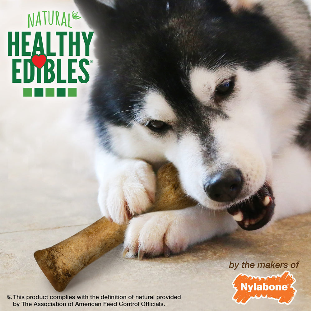 Nylabone Healthy Edibles pour chiens XL, conçues pour forte mastication et satisfaction.