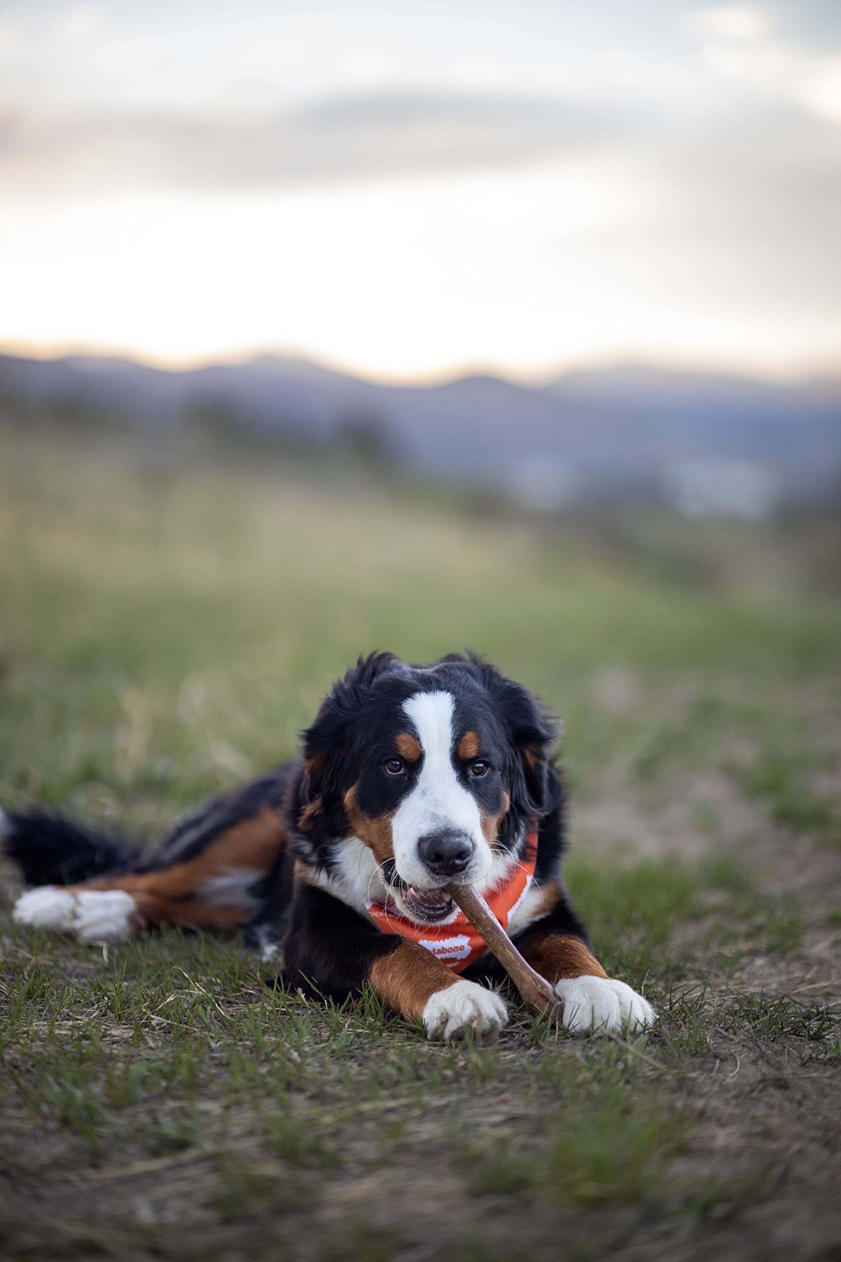 Nylabone Healthy Edibles sabor ternera asado, perfecto para entrenamiento.