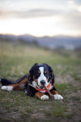 Nylabone Healthy Edibles sabor ternera asado, perfecto para entrenamiento.