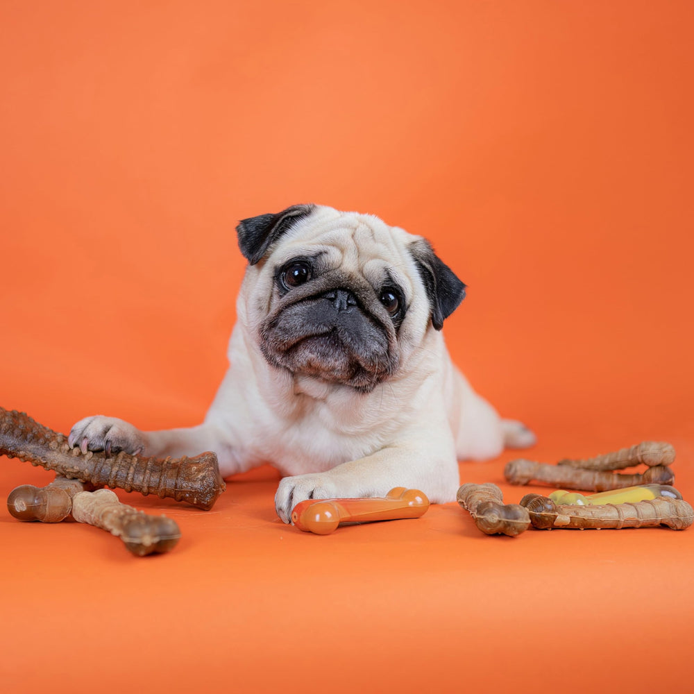 Nylabone Healthy Edibles, sabor tocino: delicioso y atractivo para perros.