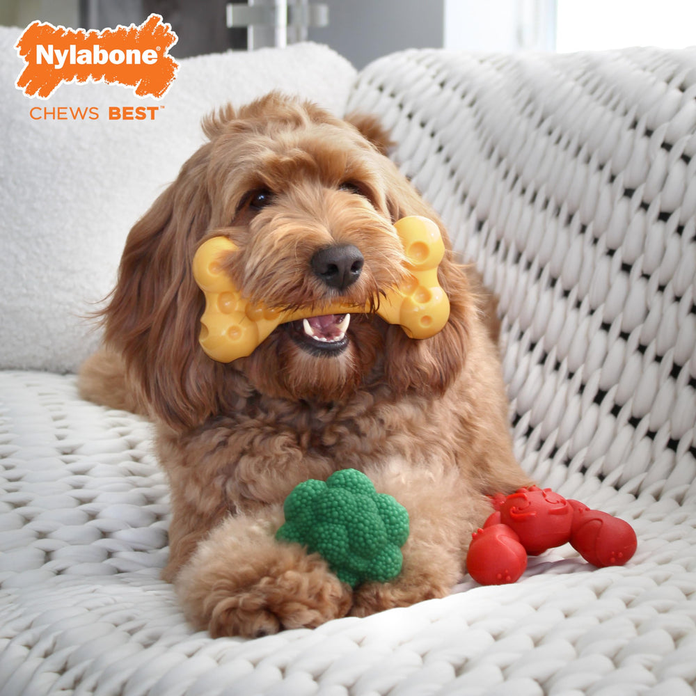 Nylabone hueso de queso con bolsillos para premios para masticar sabroso.