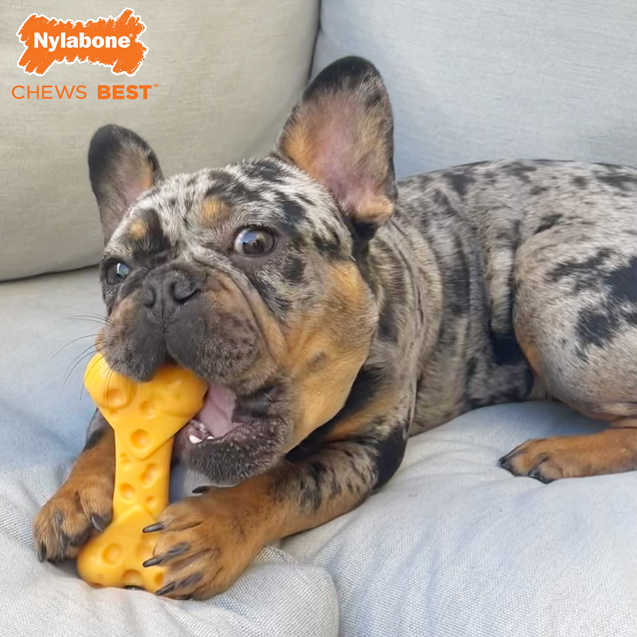 Nylabone Hueso Queso Potente Mordedor - En uso, perro mediano disfruta.