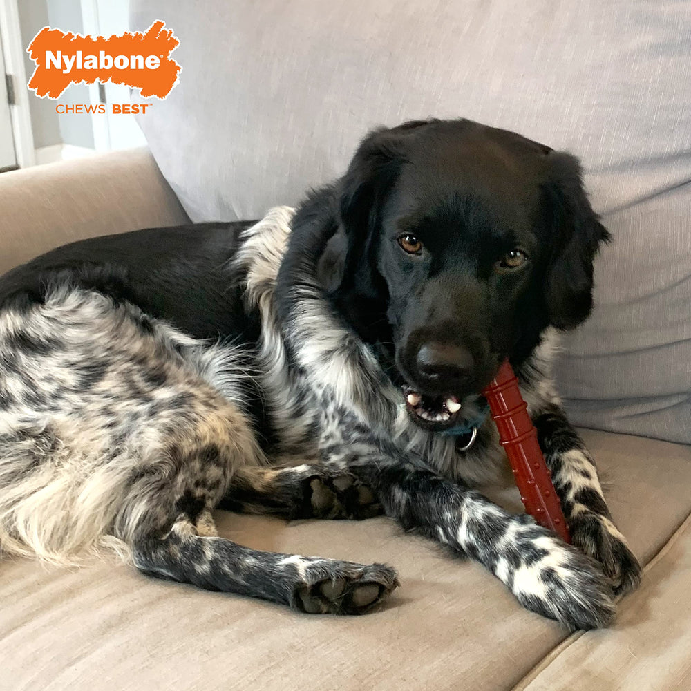 Nylabone Bacon exterior en el hueso texturizado para perros grandes.