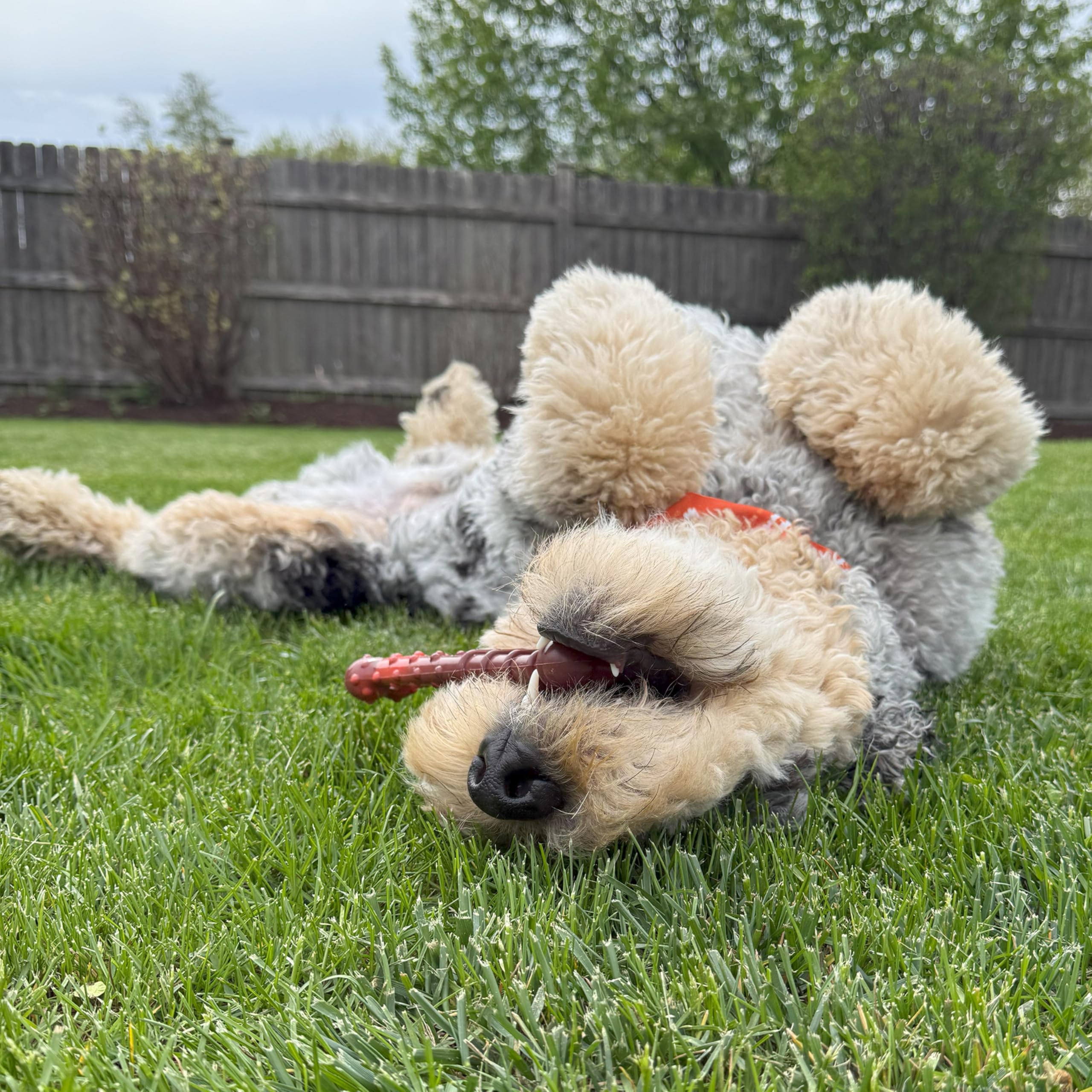 Nylabone hueso texturizado con sabor jerky para perros medianos