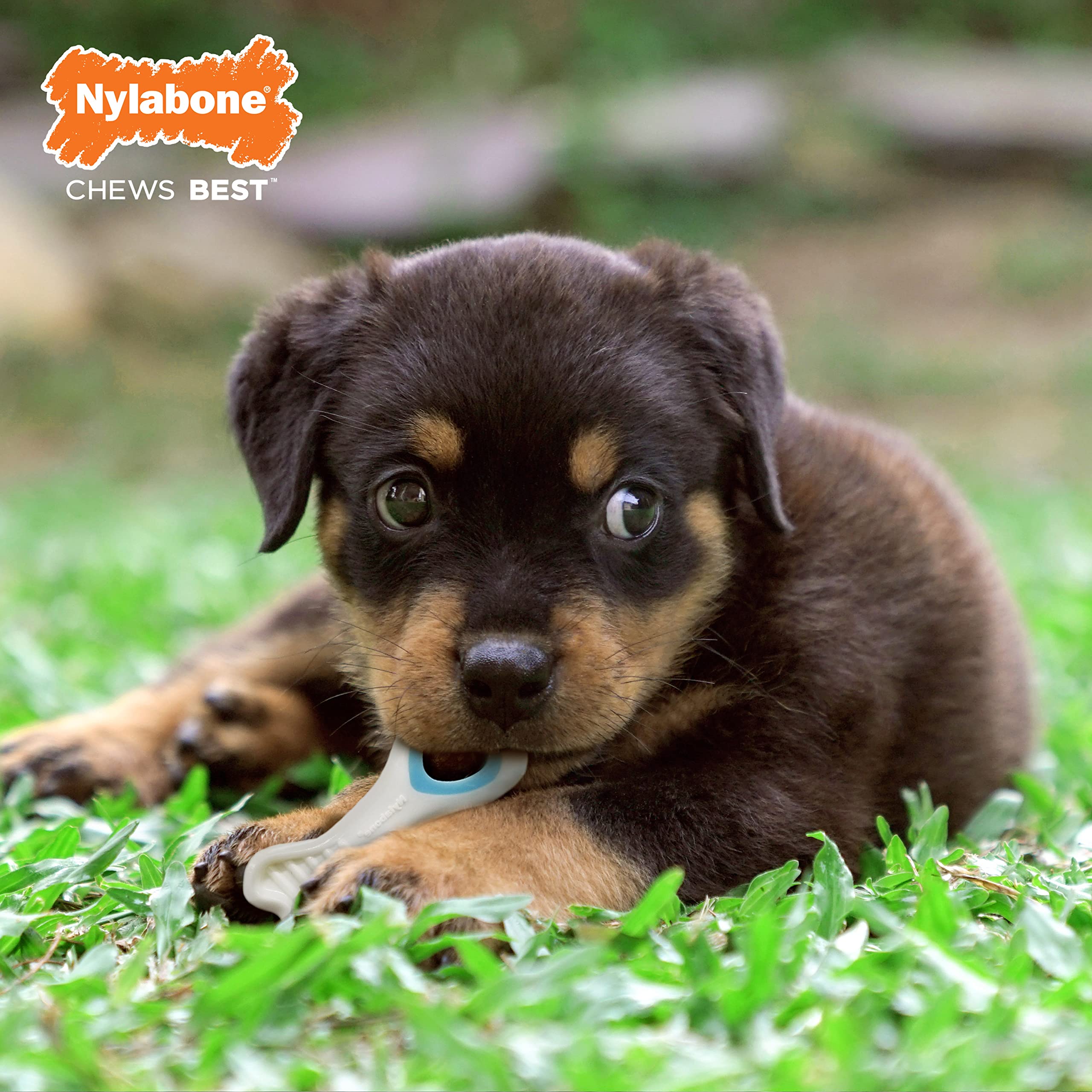 Nylabone Juguete Interactivo para Cachorros: desafío estimulante para perros jóvenes.