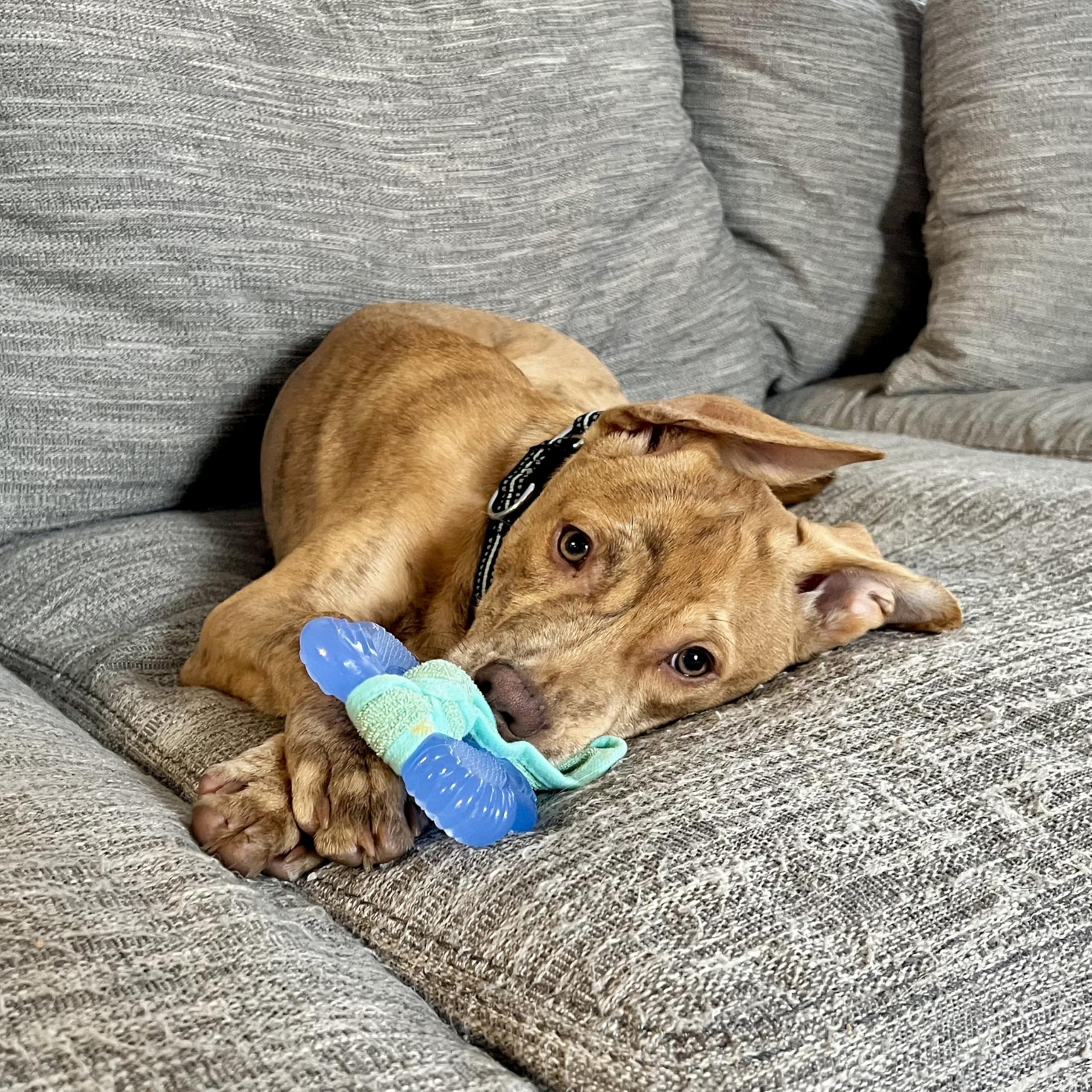 Nylabone juguete de masticación para cachorros, ideal para hábitos saludables