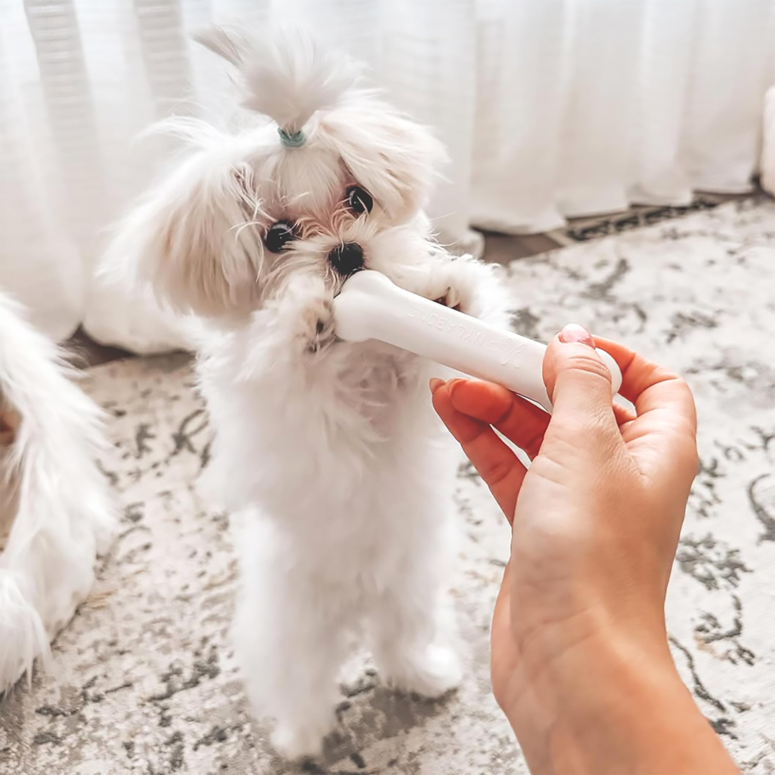 Juguete texturizado azul de Nylabone para cachorros promueve dentición saludable