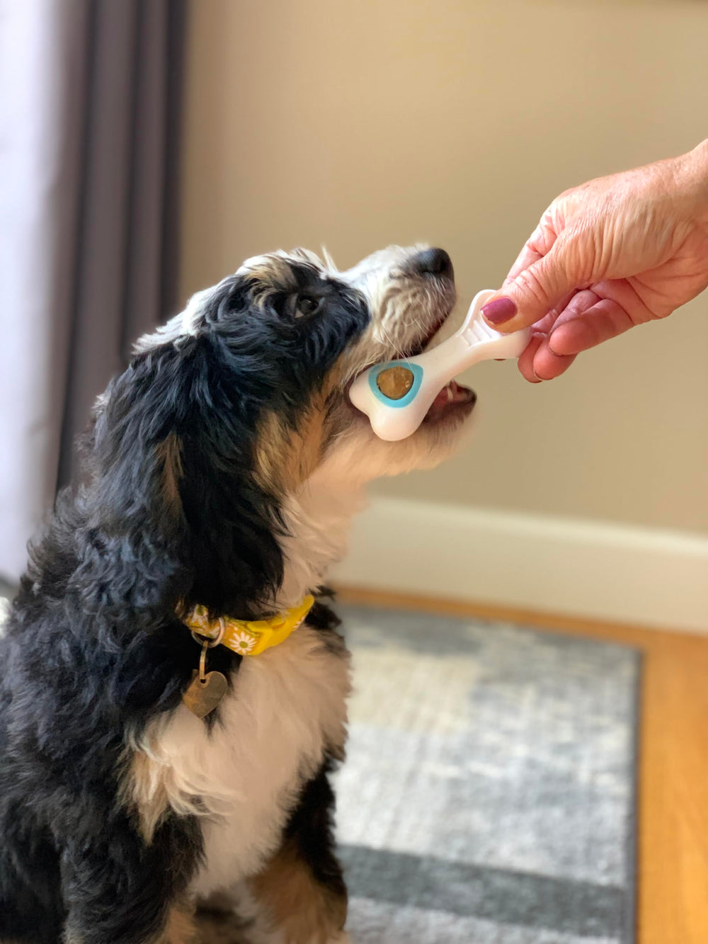 Nylabone Knuckle Bone Pop-In con golosinas naturales incluidas para juego extendido