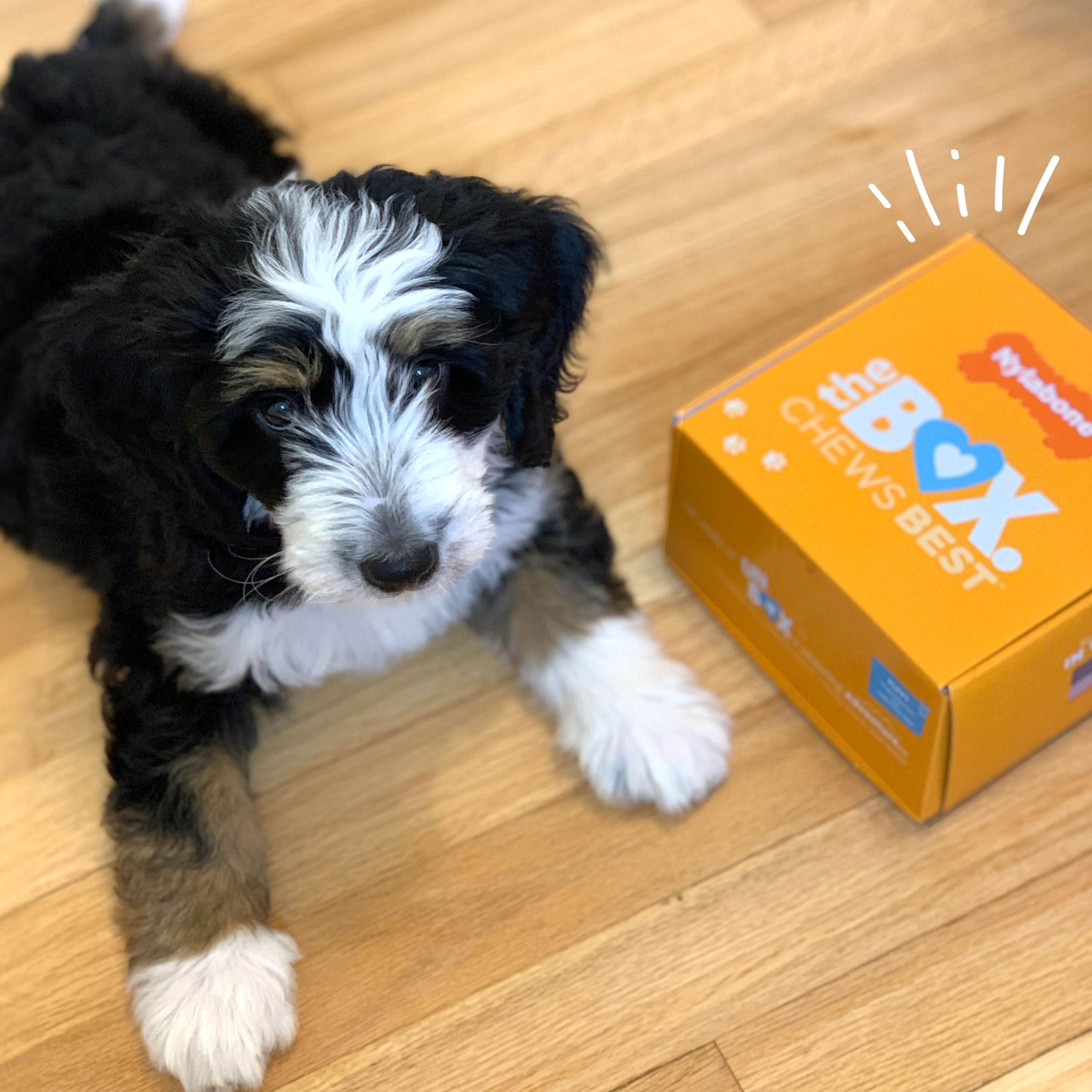 Nylabone Made in USA: juguetes para cachorros fabricados en EE. UU.