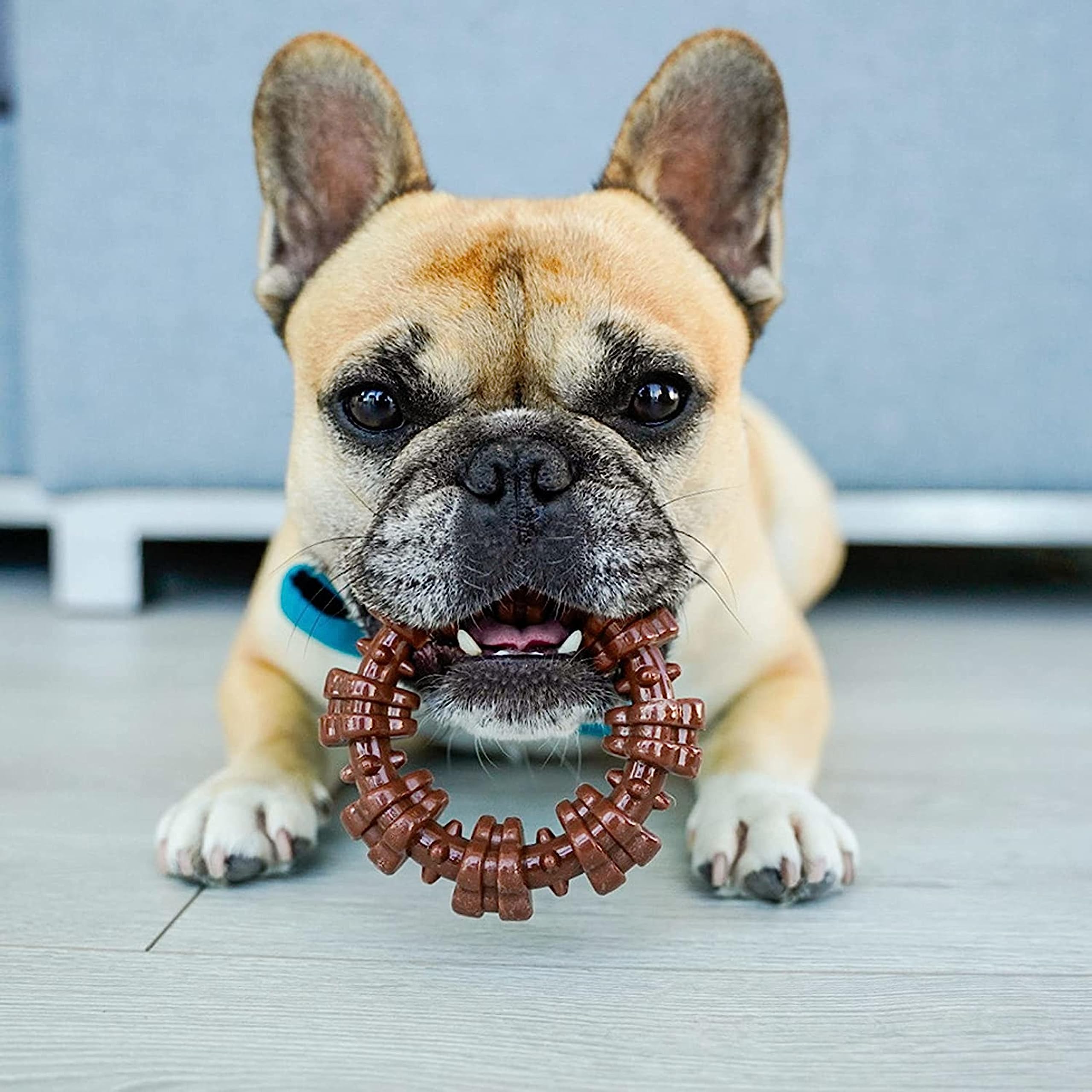 Nylabone Mezcla de sabores: sabor atractivo para perros.