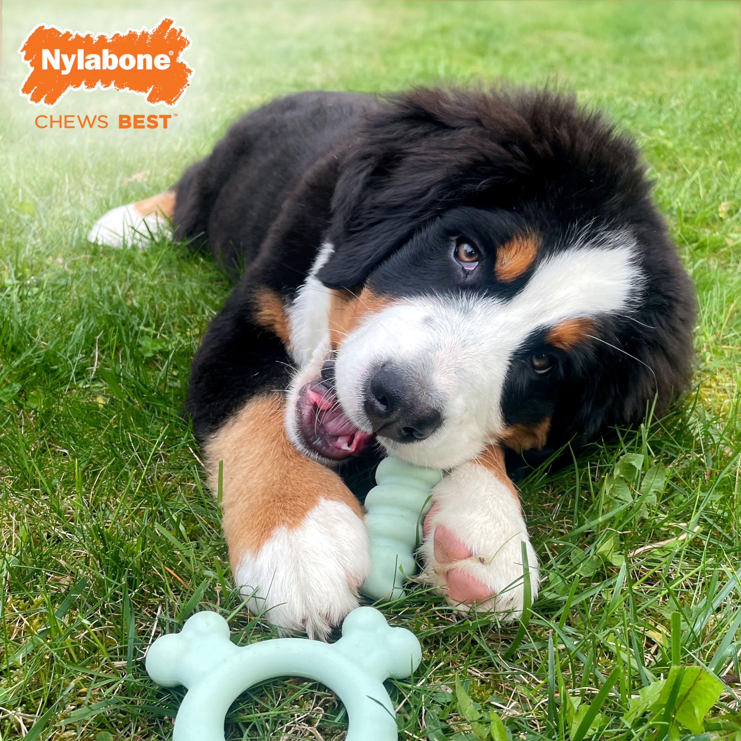 Nylabone mordedor congelable para dentición, alivia encías con frío.