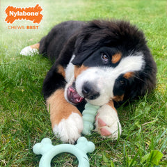Nylabone mordedor congelable para dentición, alivia encías con frío.