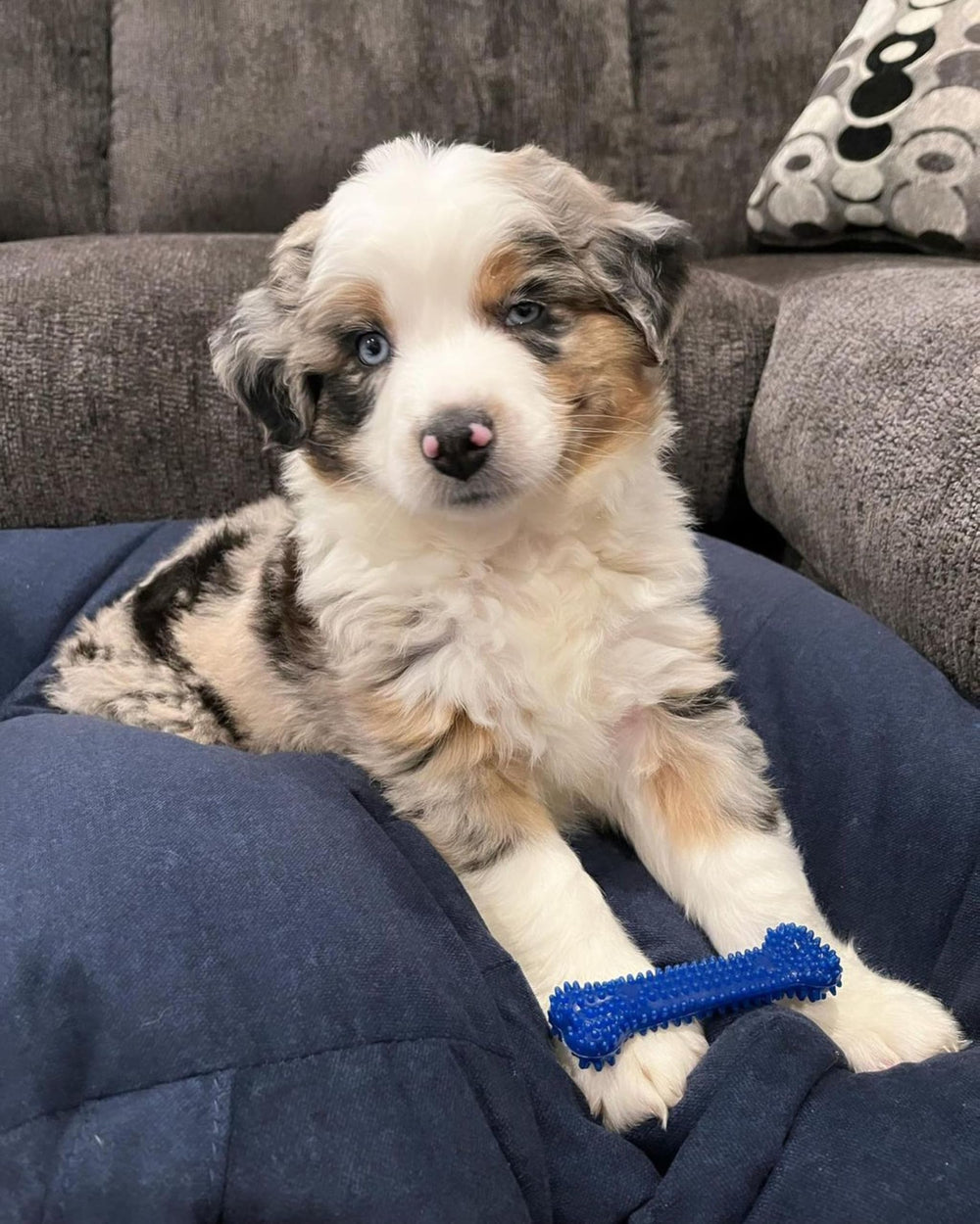 Nylabone mordedor para perros con texturas dentales evita el aburrimiento durante el juego