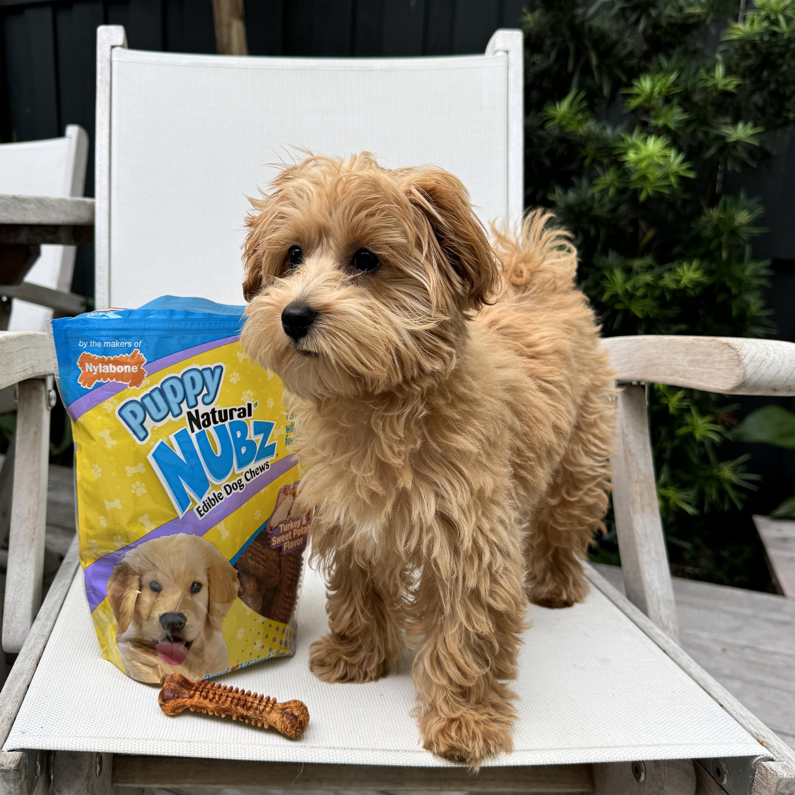Nylabone Nubz paquete de 8 piezas, gran valor para recompensas naturales.