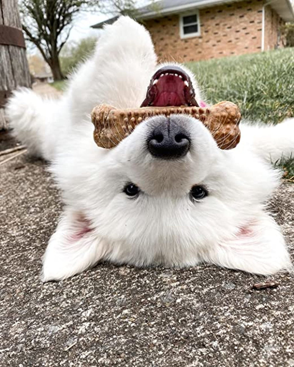 Nylabone Nubz tamaño grande para perros de 30 lb o más