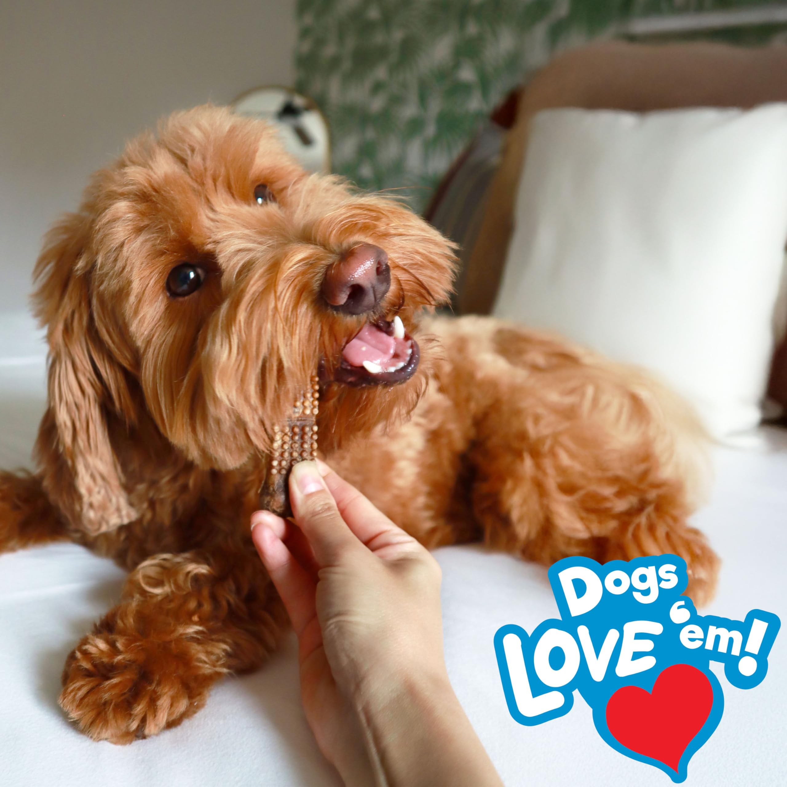 Nylabone Nubz textura dura ideal para morder y limpieza dental.