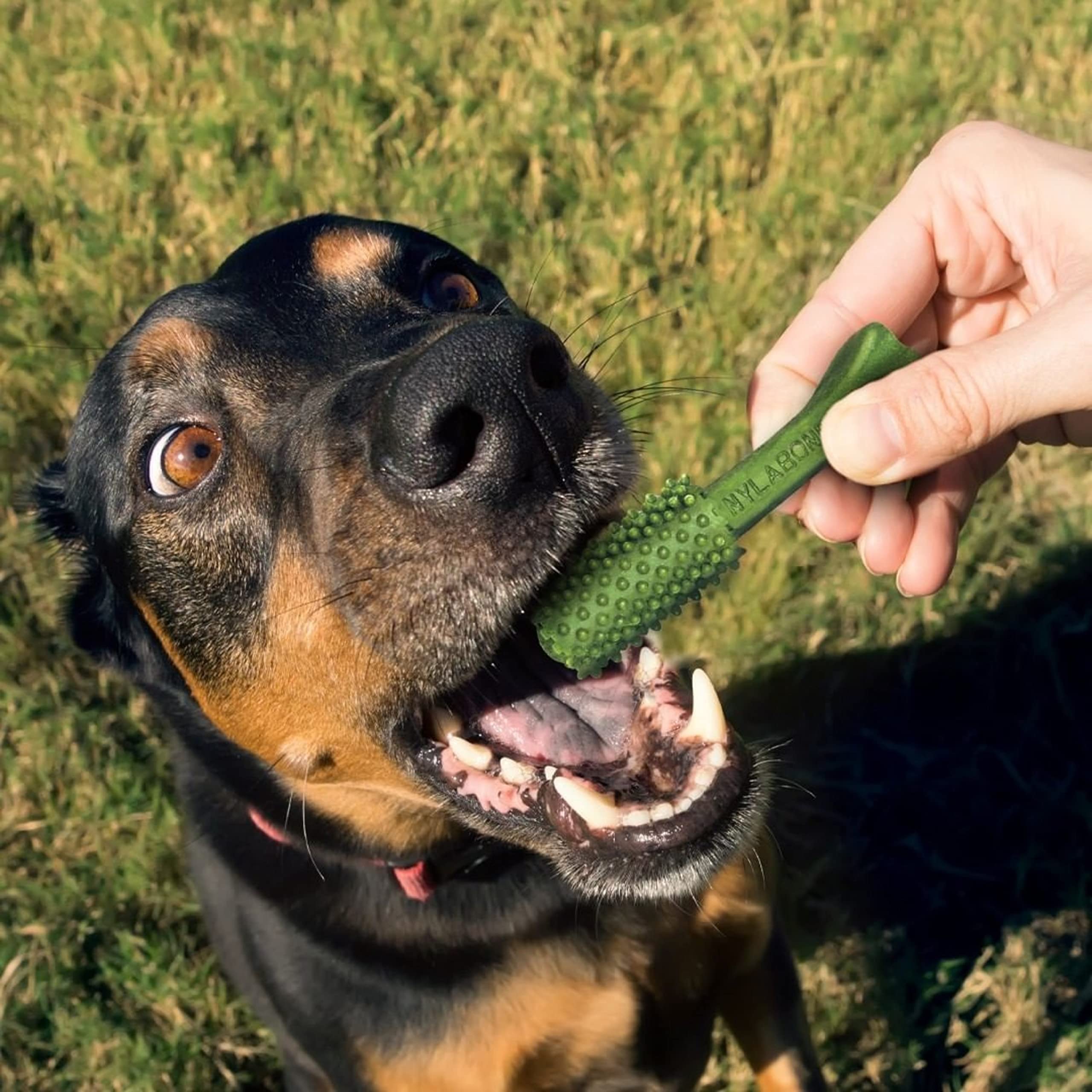 Nylabone Nutri Dent fórmula de ingredientes limitados para perros.