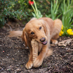 Nylabone Nutri Dent protuberancias 360°, limpieza completa durante la masticación.