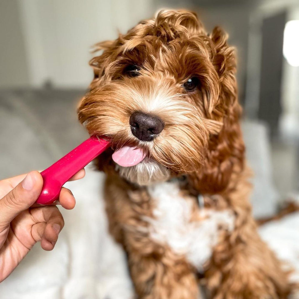 Nylabone Power Chew nylon duradero para sesiones largas de masticación