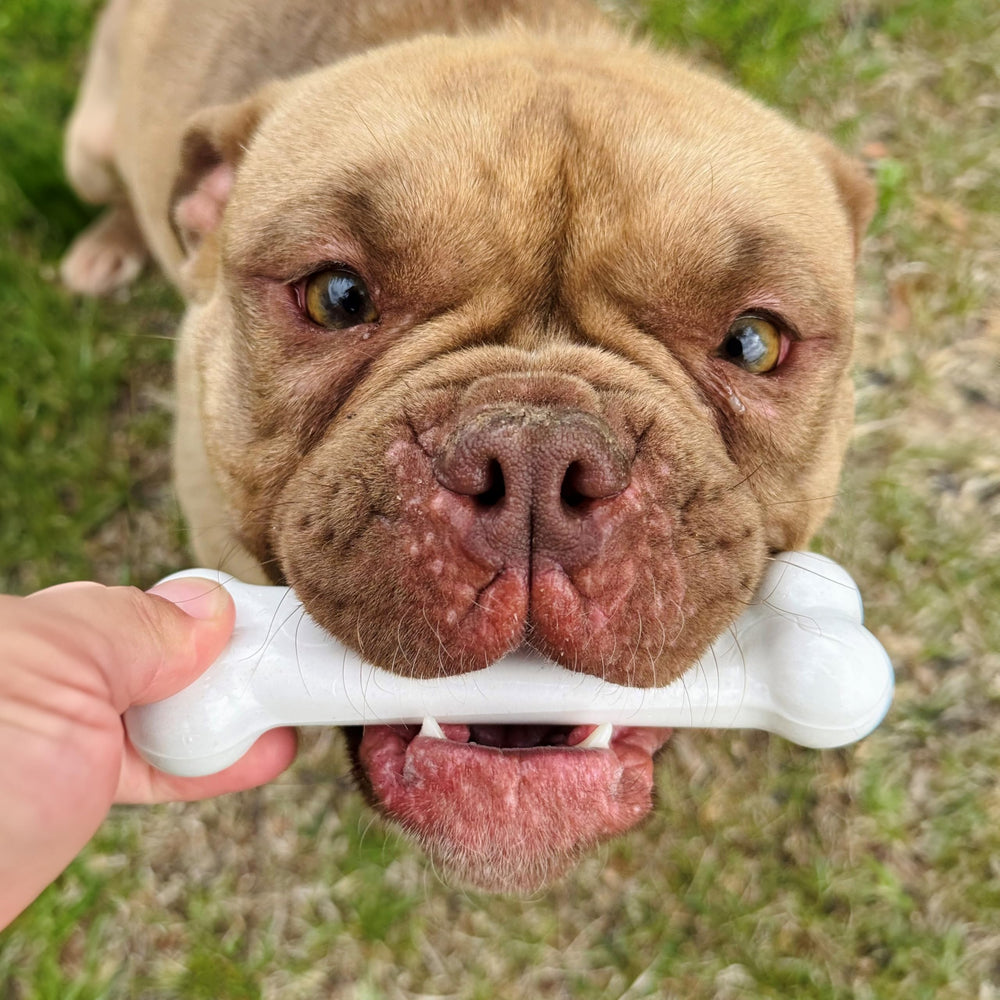 Nylabone Original Hueso Poder Masticador, hecho en Estados Unidos.