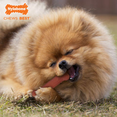 Nylabone Original Sabor Bacon, alimento de sabor irresistible para mantenerlo ocupado