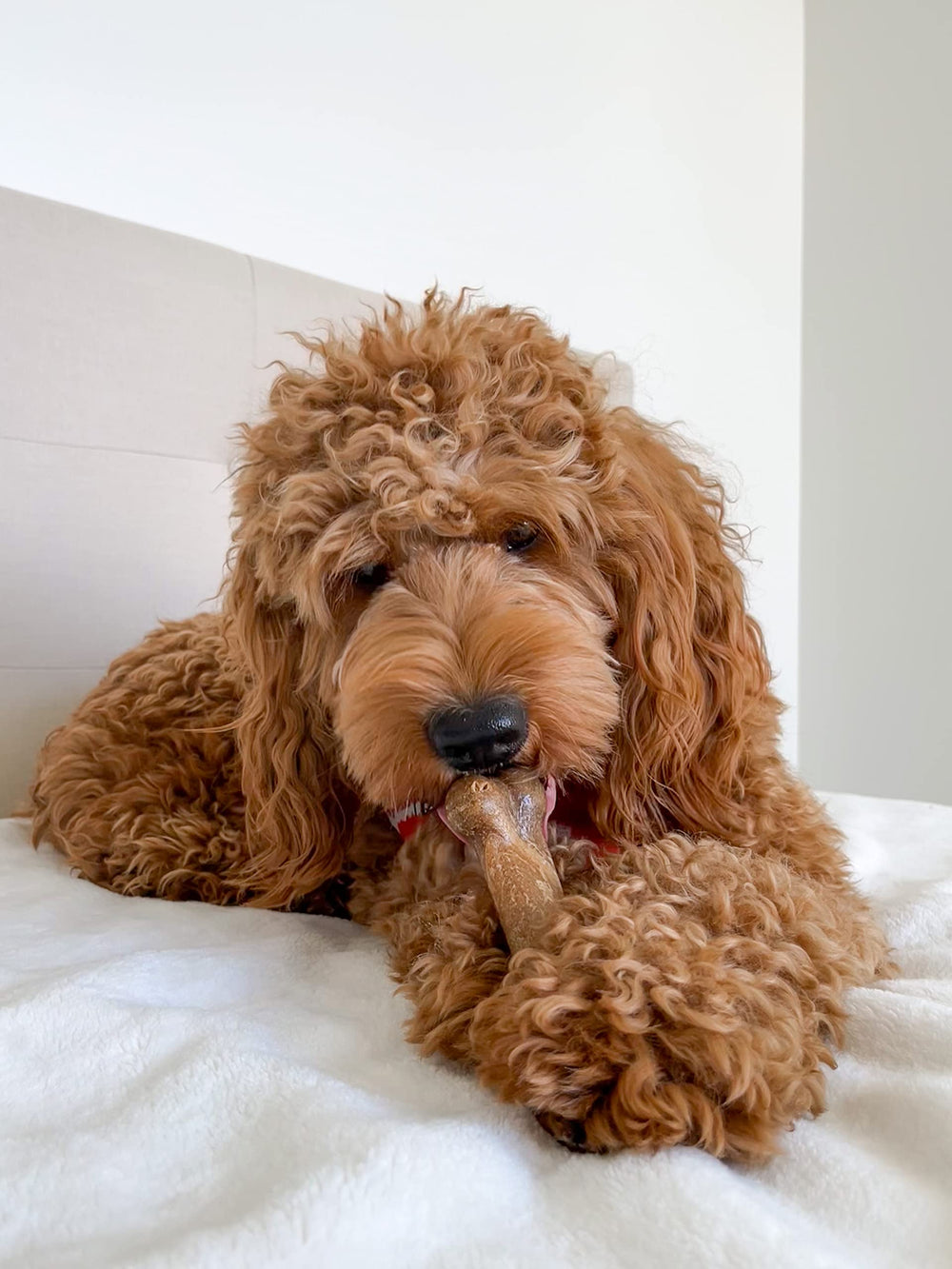Nylabone paquete de dos premios para perros, útil en entrenamiento diario.