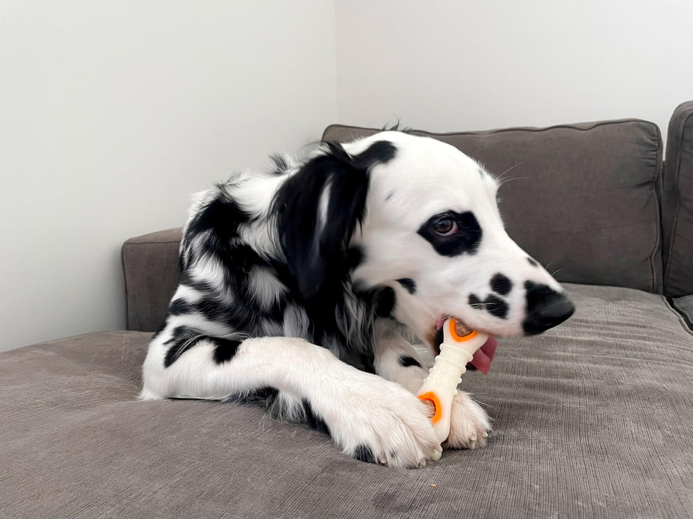 Nylabone Pop-in Refill Snack Natural para Perros: opción saludable