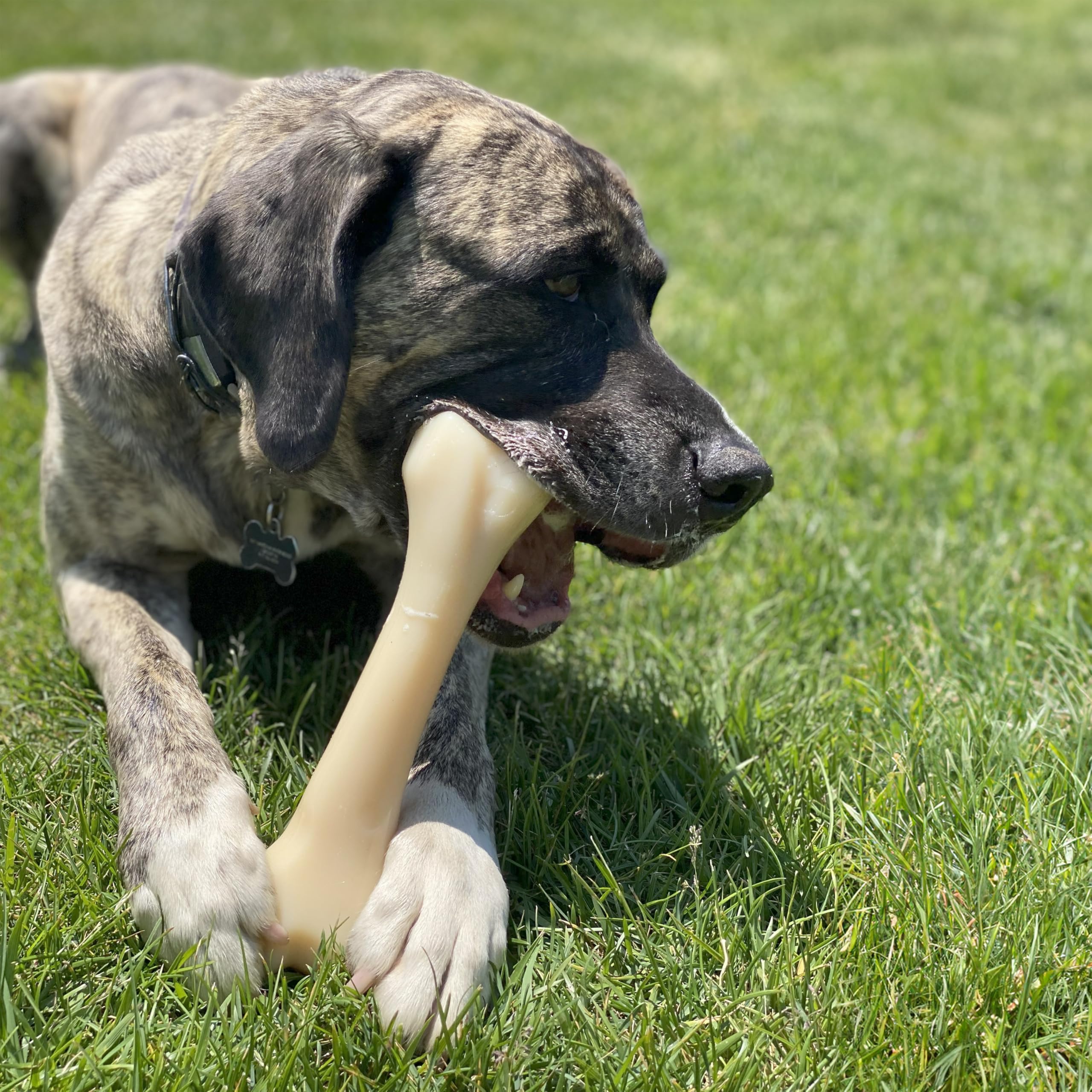 Nylabone Medida de 7 pulgadas para un agarre cómodo