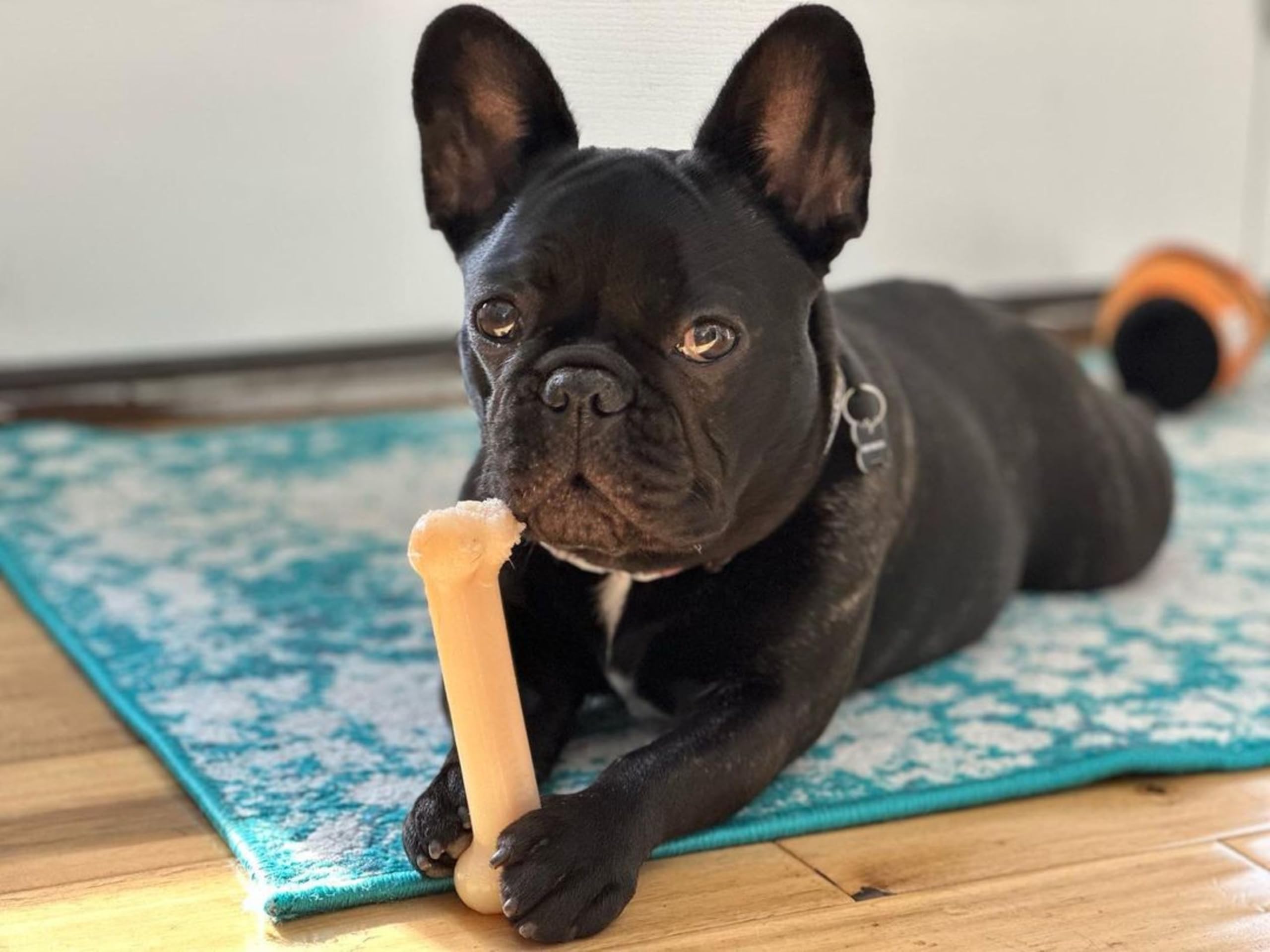 Nylabone Power Chew Original Bone, tamaño medio de 5.5 pulgadas.