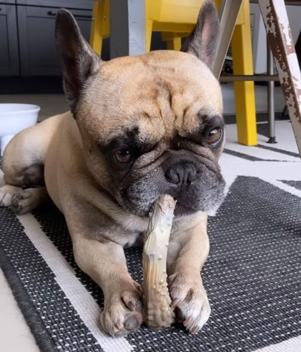 Nylabone Power Chew sin astillas, opción segura frente a las astas reales