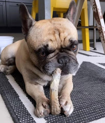 Nylabone Power Chew sin astillas, opción segura frente a las astas reales