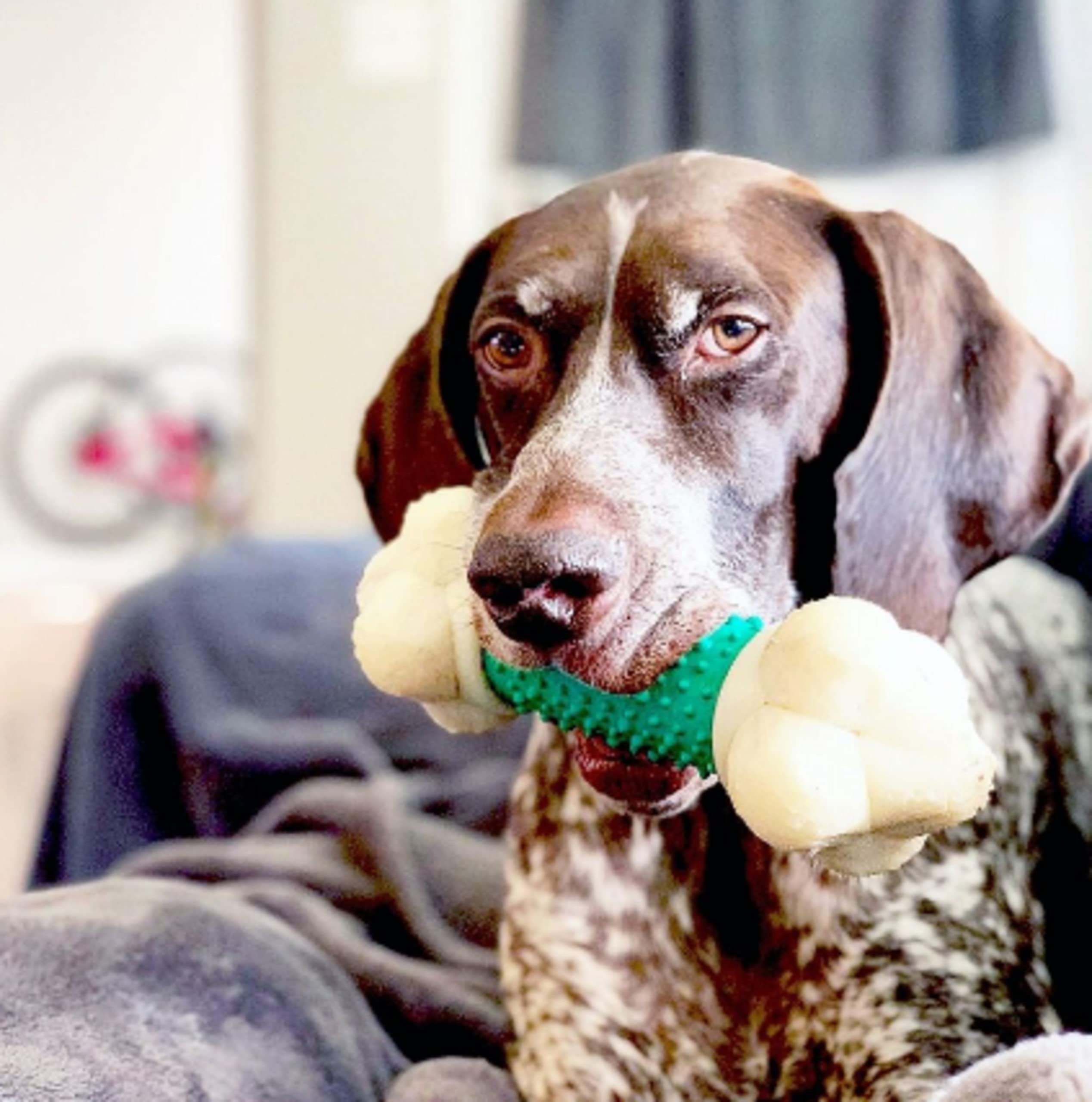 Hueso Nylabone con protuberancias dentales para higiene durante la masticación