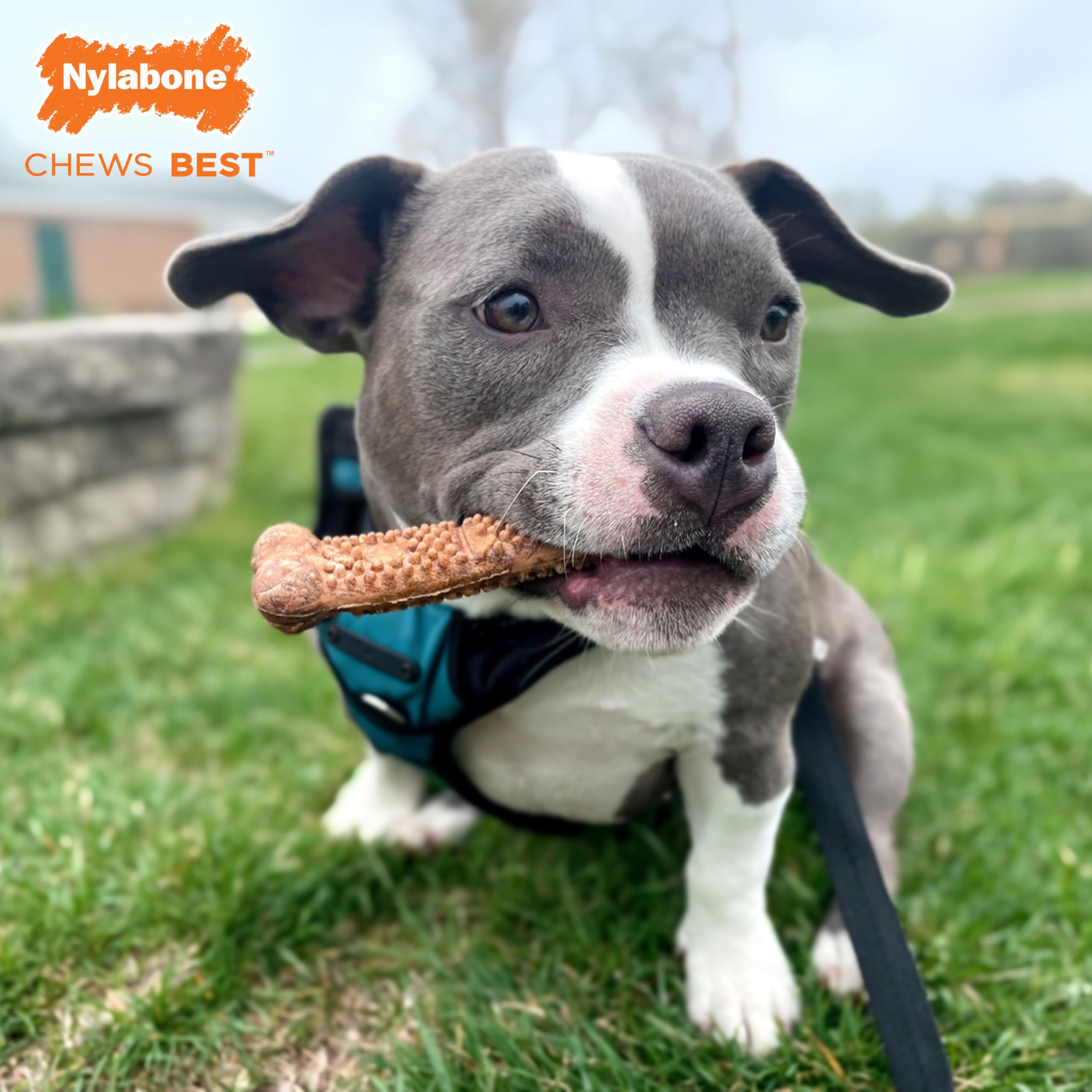 Nylabone para tamaños pequeños, adecuado para perros de hasta 30 libras durante el entrenamiento