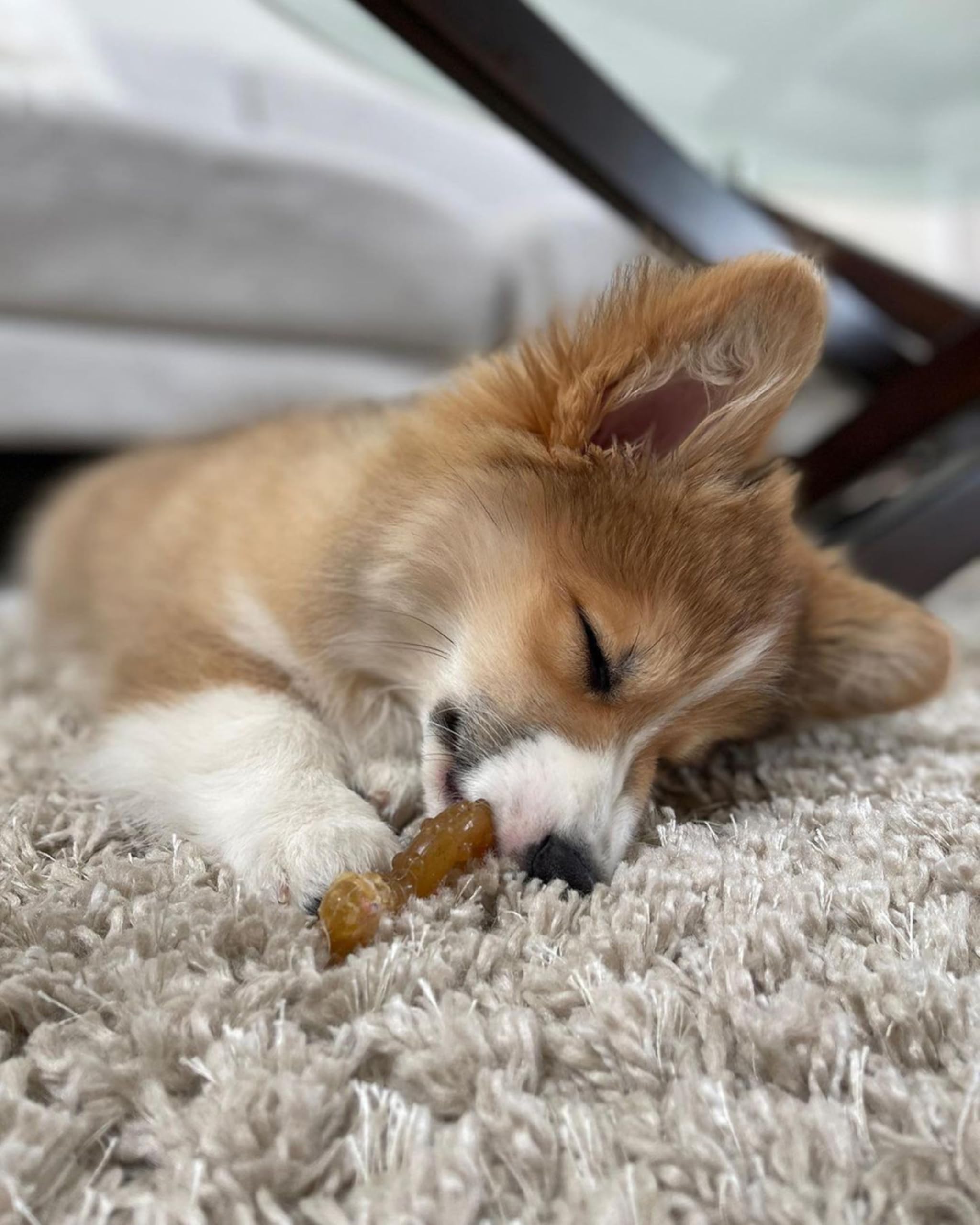 Nylabone tamaño-xsmall para cachorros de hasta 15 lb