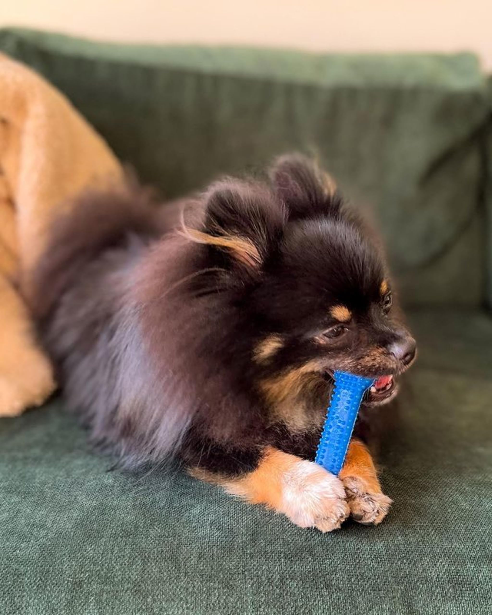 Nylabone textura gumabone para apoyo dental durante el mastique