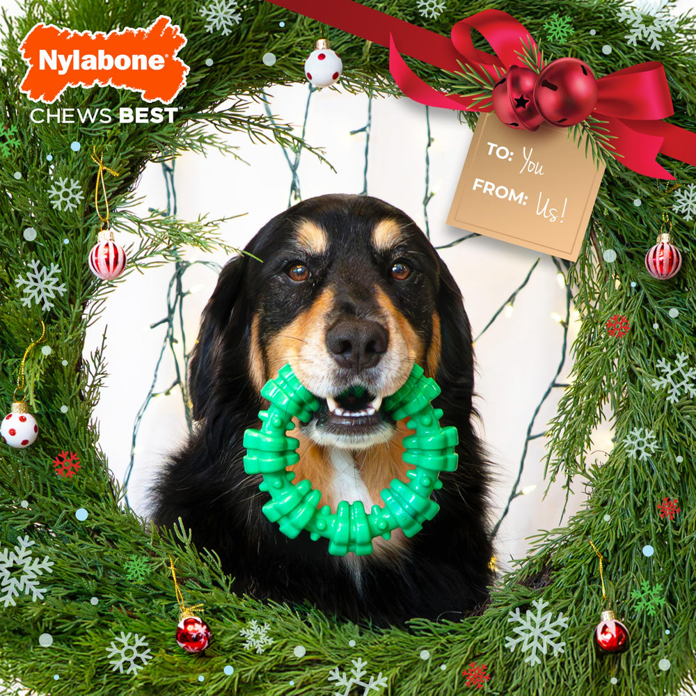 Nylabone Ring Power Chew para perros XXL, con textura duradera.