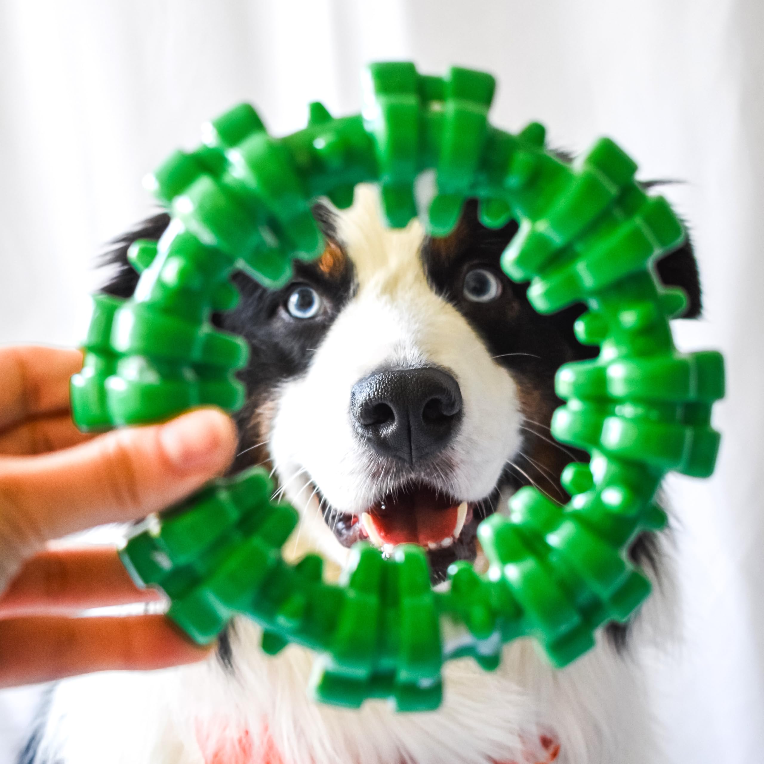 Nylabone Ring Power Chew: hecho en EE. UU. para confianza.