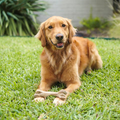 Nylabone Healthy Edibles: hecho en EE. UU. con ingredientes naturales para seguridad.