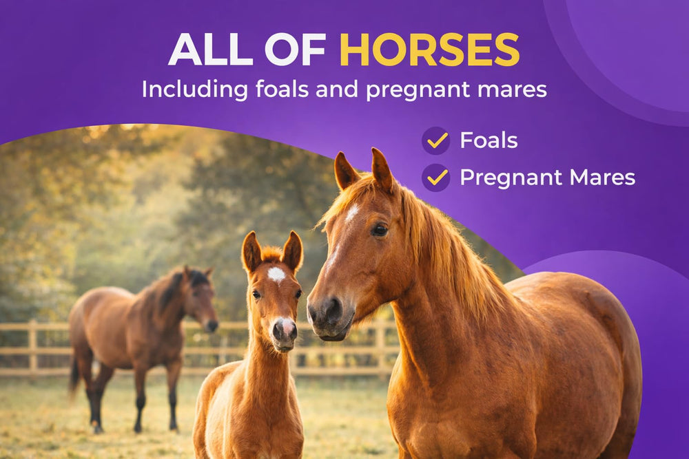 OHEAL IverGuard Paste, uso diario para bienestar equino, suave y confiable.
