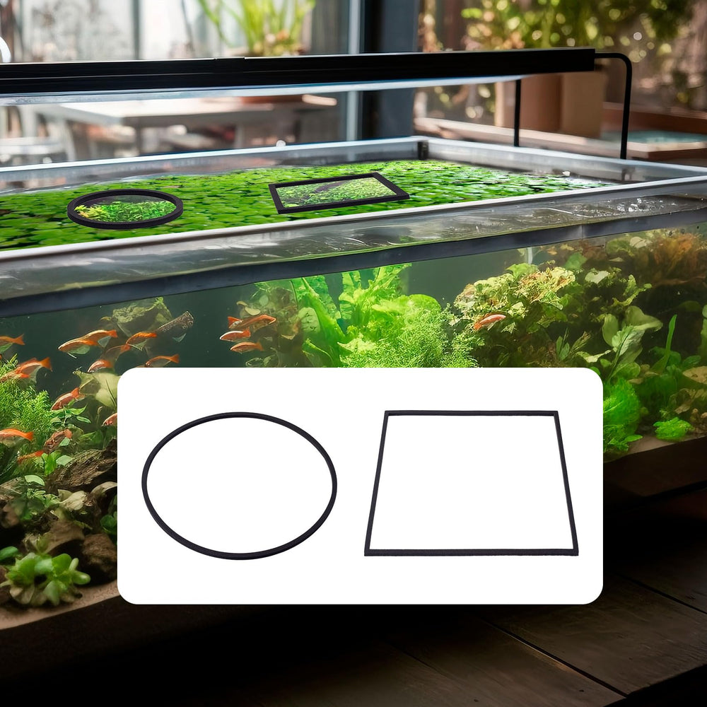 OIIKI: solución ideal para alimentar peces tímidos y exigentes en el acuario.