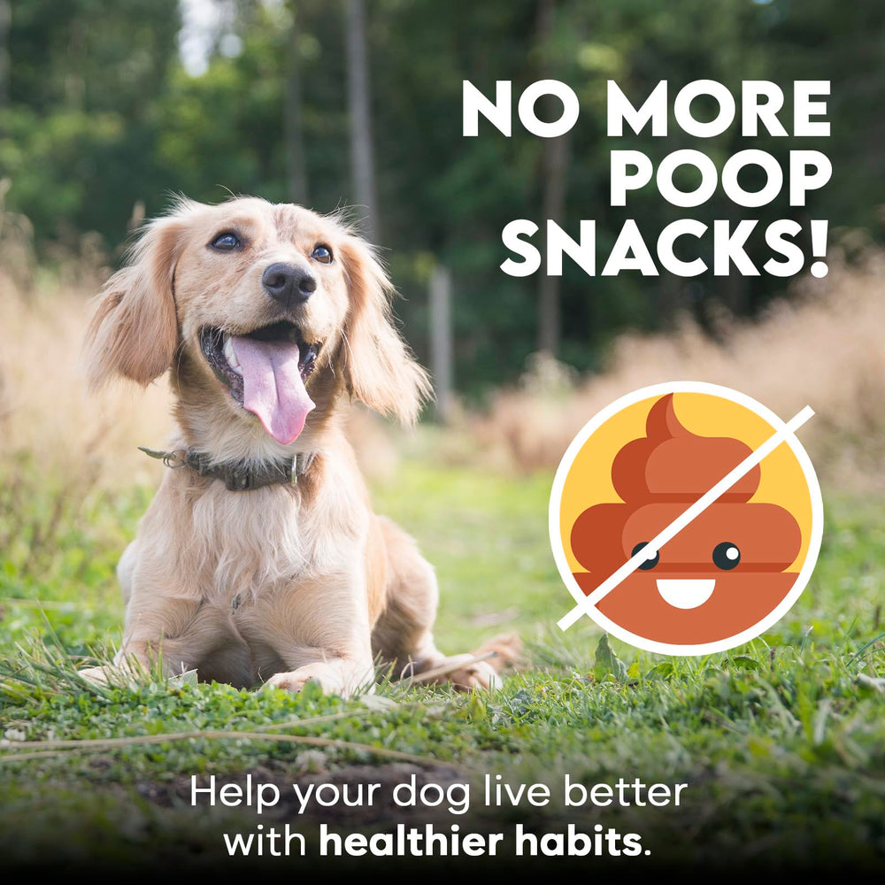 OKKÖBI masticables para perros, perro disfrutando sabor pollo