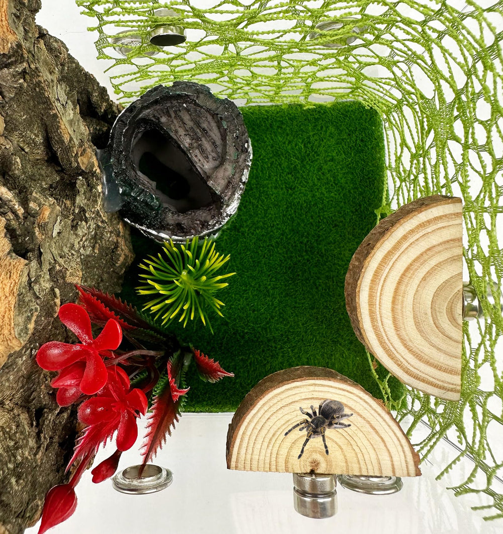 Okueejur segunda plataforma magnética para arácnidos arborícolas, fácil ajuste para diseño del terrario.