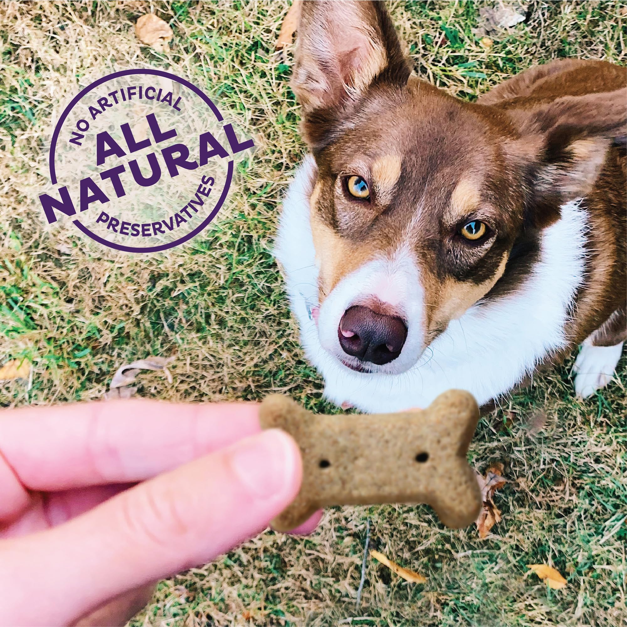Old Mother Hubbard Mezcla original Char Tar galletas para perros, sabor intenso