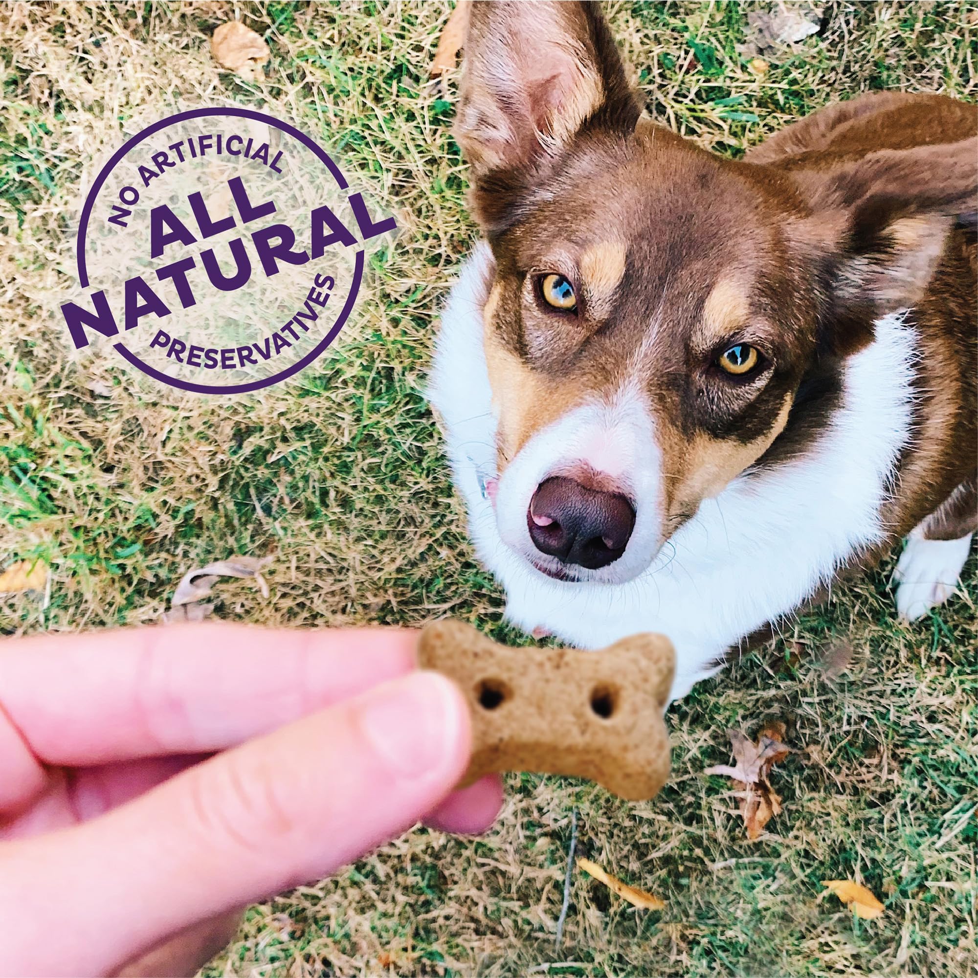 Old Mother Hubbard Wellness P-Nuttier, sabor mantequilla de cacahuete, premio para perros.