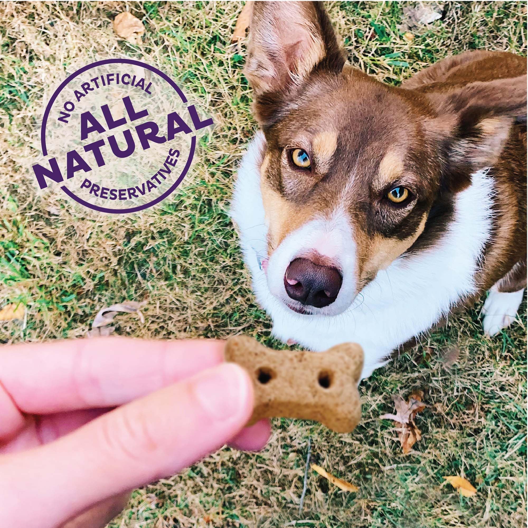 Perro disfrutando una galleta para caderas y articulaciones de Old Mother Hubbard Wellness durante el juego, recompensa sabrosa.