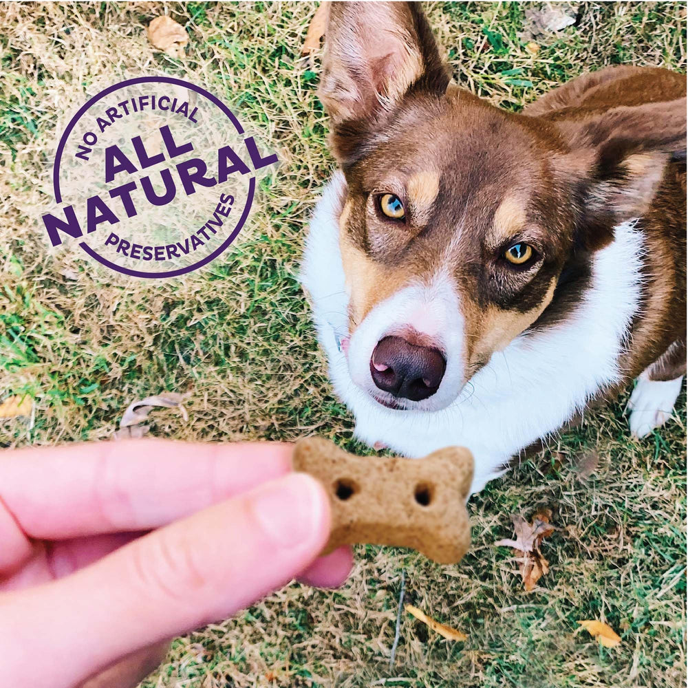 Perro disfrutando una galleta para caderas y articulaciones de Old Mother Hubbard Wellness durante el juego, recompensa sabrosa.